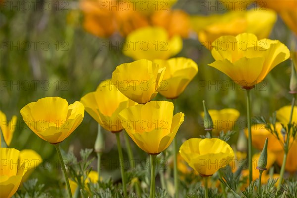 California poppy