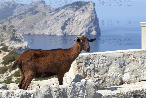 Mallorcan wild goat