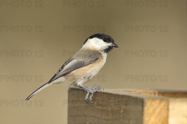 Willow Tit