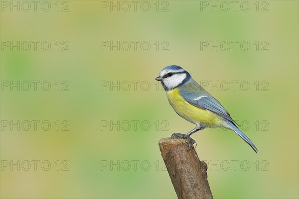 Blue Tit