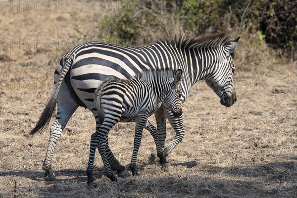 Plains Zebra of the subspecies crawshay's zebra