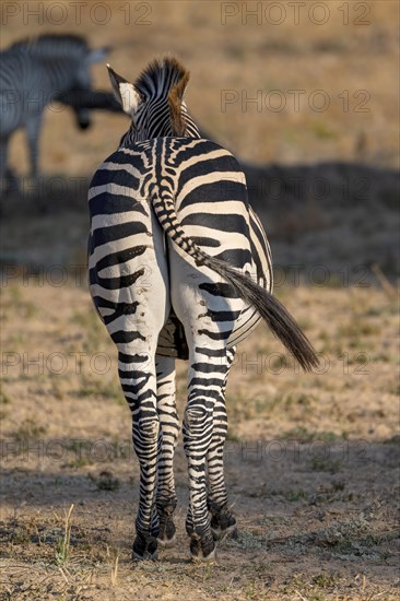 Plains Zebra of the subspecies crawshay's zebra