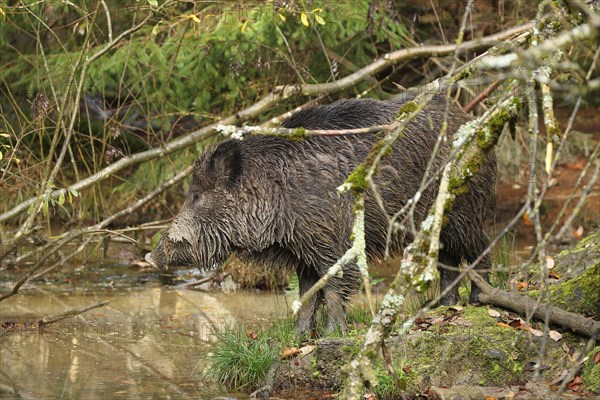 Wild boar