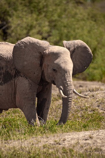 A beautiful young elephant roaming the savannah. Beautifully detailed shot of the elephant in search of food and water. The famous red elephants in the gene of Tsavo West National Park, Kenya, Africa