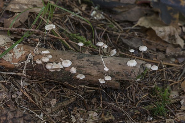 Clerine tree fungi on a tree stump in a mixed forest, Bavaria, Germany, Europe