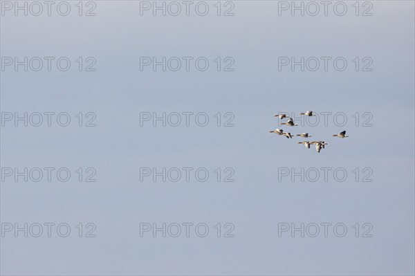 Greylag Goose