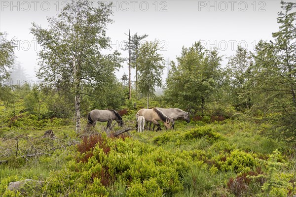 Grinden plateau, the typical landscape of the Black Forest plateau is kept free by grazing horses, Baiersbronn, Baden-Wuerttemberg, Germany, Europe