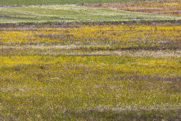 Schopflocher Torfmoor, the only larger raised bog in the Swabian Alb, landscape, meadow with numerous colourful wildflowers, Lenningen, Baden-Wuerttemberg, Germany, Europe