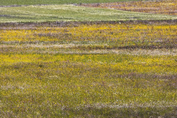 Schopflocher Torfmoor, the only larger raised bog in the Swabian Alb, landscape, meadow with numerous colourful wildflowers, Lenningen, Baden-Wuerttemberg, Germany, Europe