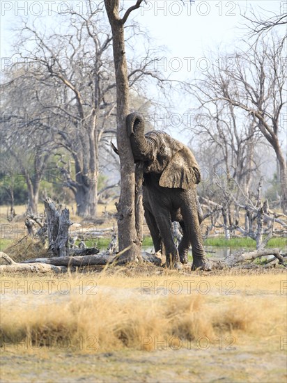 Elephant bull