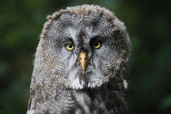 Great Grey Owl