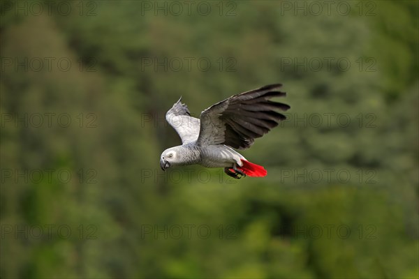 Grey parrot