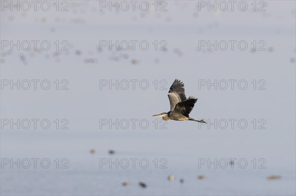 Grey heron