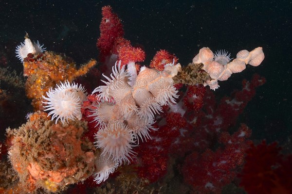 Tiger anemone, gorgonian wrapper