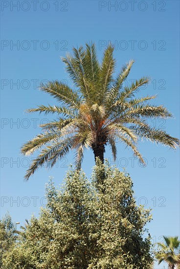 Date palm