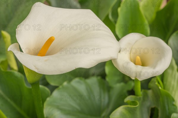 White arum in flower in the garden. Alsace, France, Europe