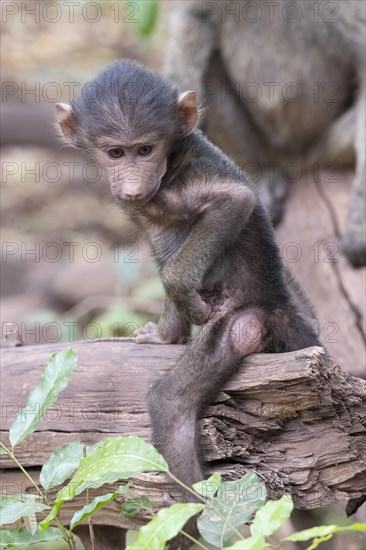 Olive baboon