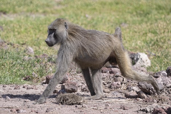 Olive baboon