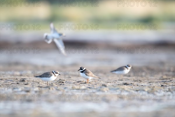 Ringed Plover