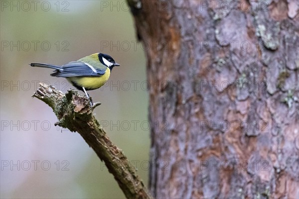 Great tit