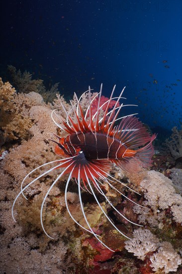 Radial firefish