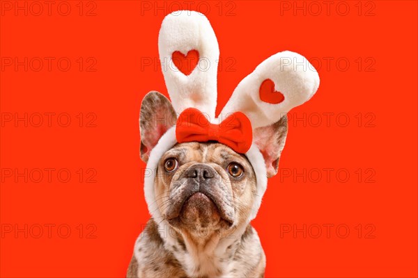 Cute French Bulldog dog wearing Easter bunny ear headband with hearts on red background