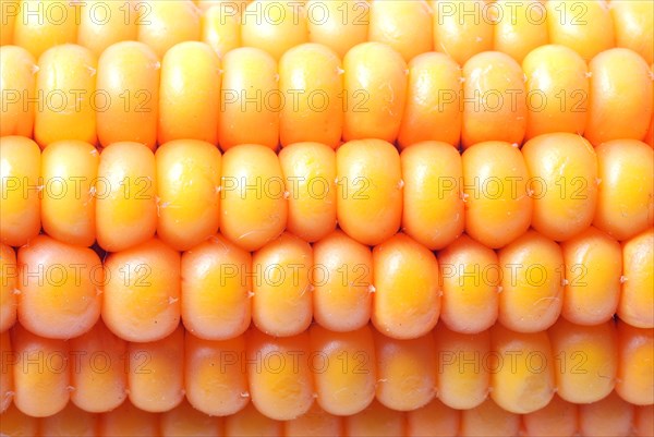 An ear of ripe corn