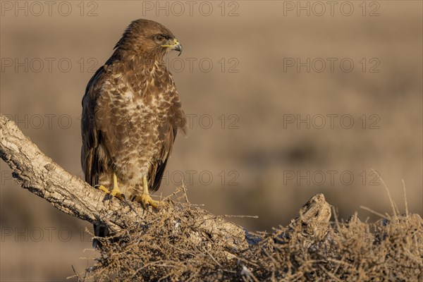 Steppe buzzard