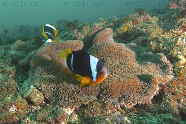 A pair of Allard's anemonefish