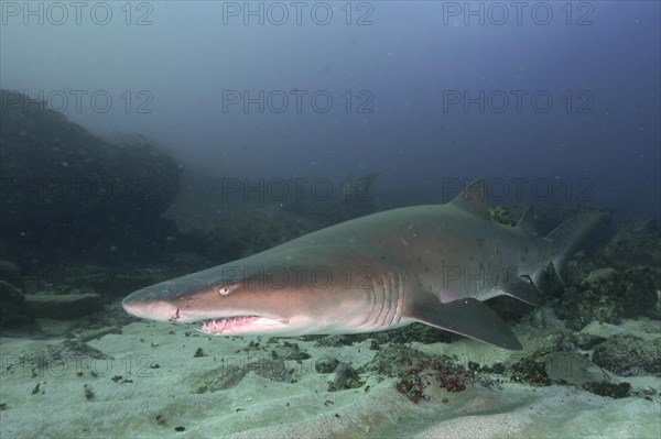 Sand tiger shark