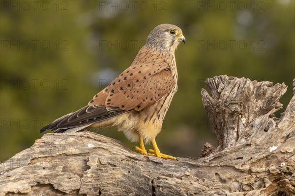 Common kestrel