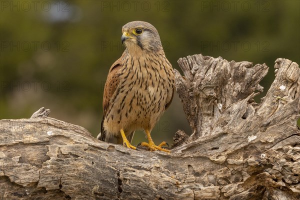 Common kestrel