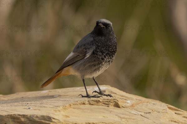 Black Redstart