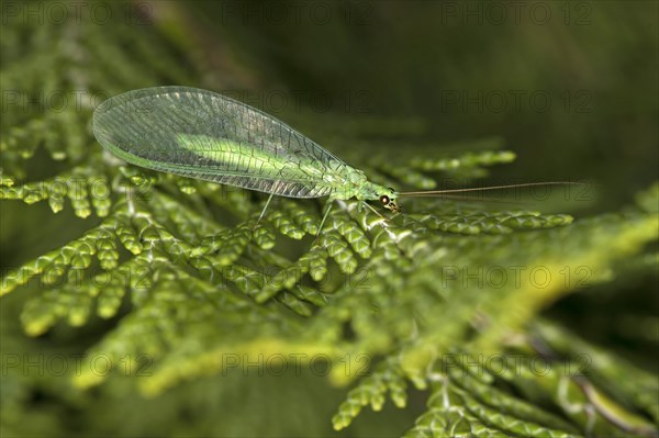 Common green lacewing