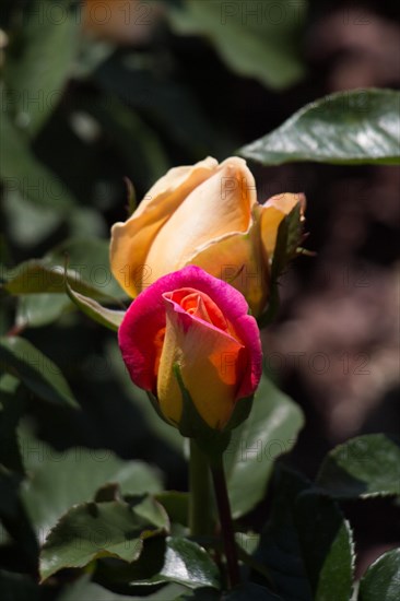 Beautiful colorful Rose Flower on garden background