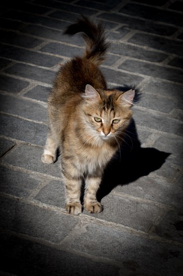 Stray cat seen in the street of the city