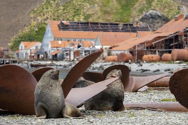 Sea Bears off South Georgia Whaling Station Stromness Bay