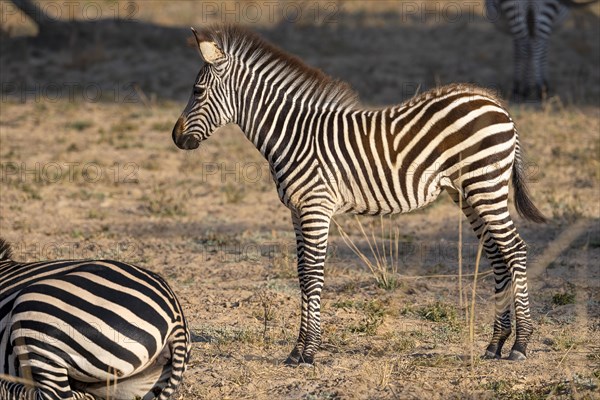 Plains Zebra of the subspecies crawshay's zebra