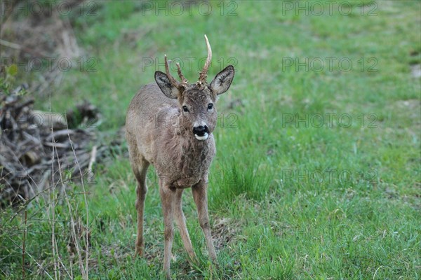 European roe deer