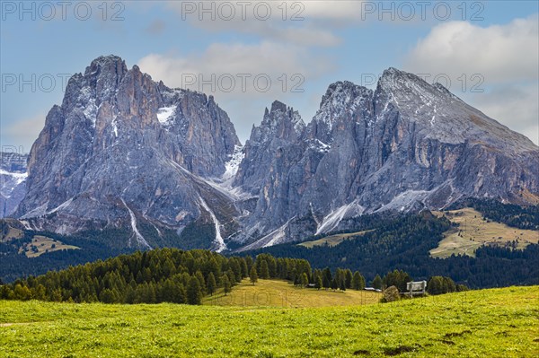 Alpine meadows on the Alpe di Siusi, behind the snow-covered peaks of the Sassolungo group, Val Gardena, Dolomites, South Tyrol, Italy, Europe