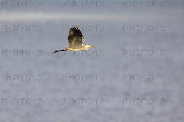 Grey heron