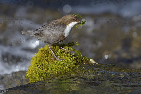 White-throated Dipper