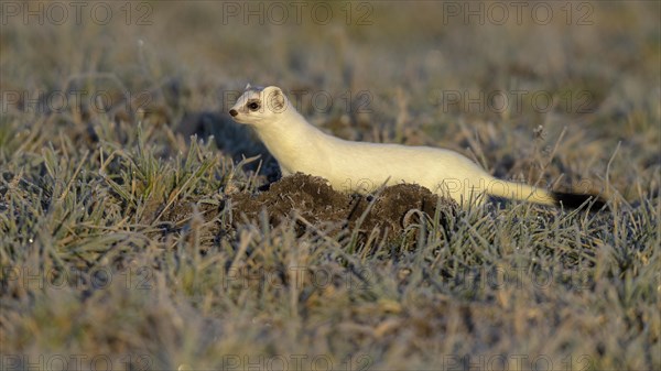 Stoat