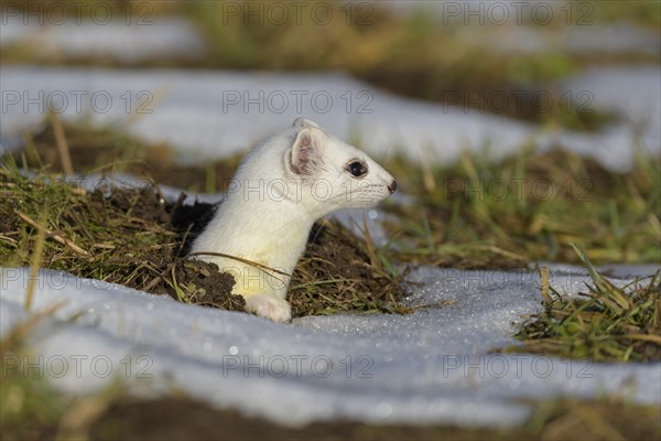 Stoat