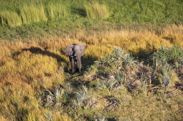 Aerial view of an Elephant bull