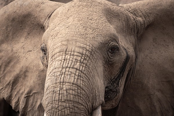 Elephant in Tsavo National Park, Kenya, East Africa, Africa