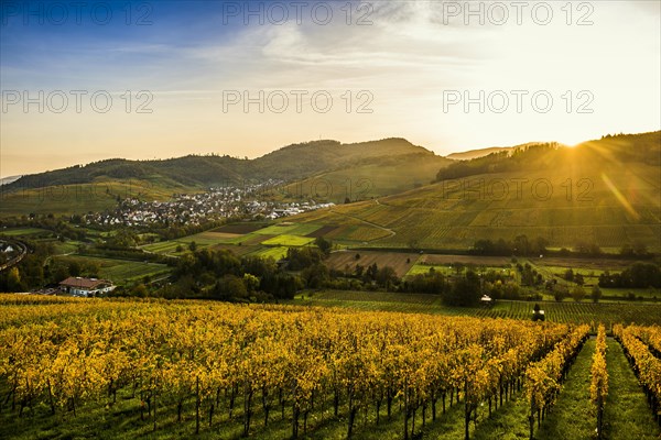 Village and autumn coloured vineyards, sunrise, Ebringen, near Freiburg im Breisgau, Markgraeflerland, Black Forest, Baden-Wuerttemberg, Germany, Europe