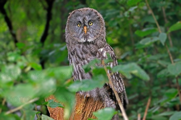 Great Grey Owl