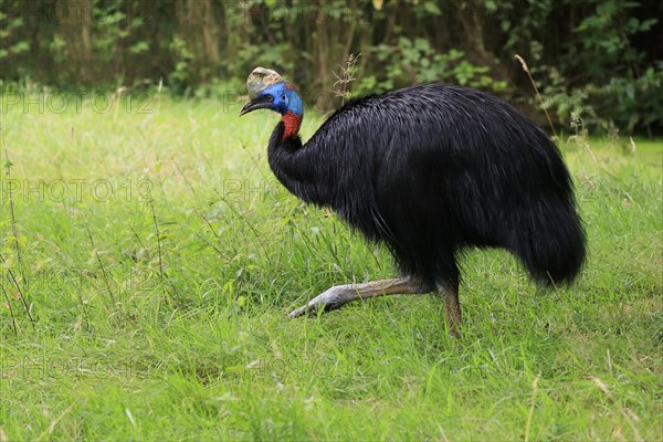 Northern cassowary