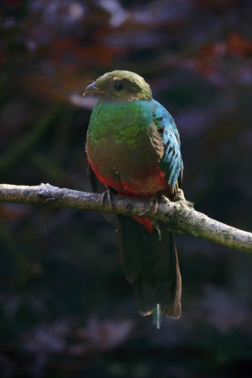 Golden-headed quetzal